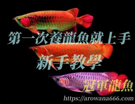 養龍魚|2024養龍魚新手指南，飼養龍魚不困難，開缸教學準。